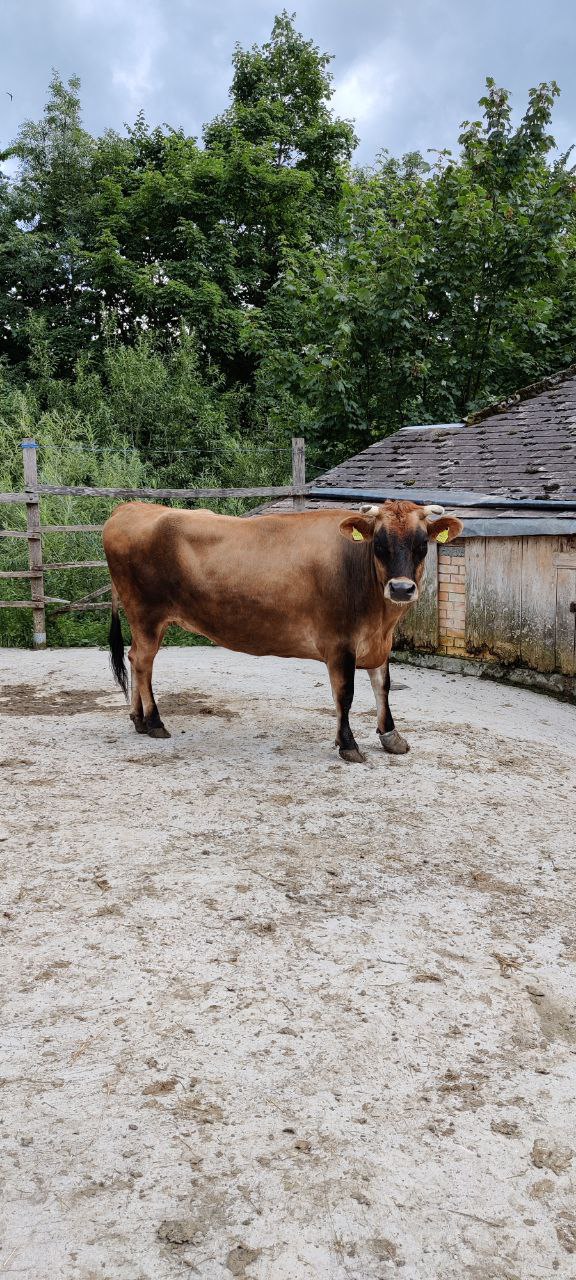 Kühe auf dem Ahimsahof