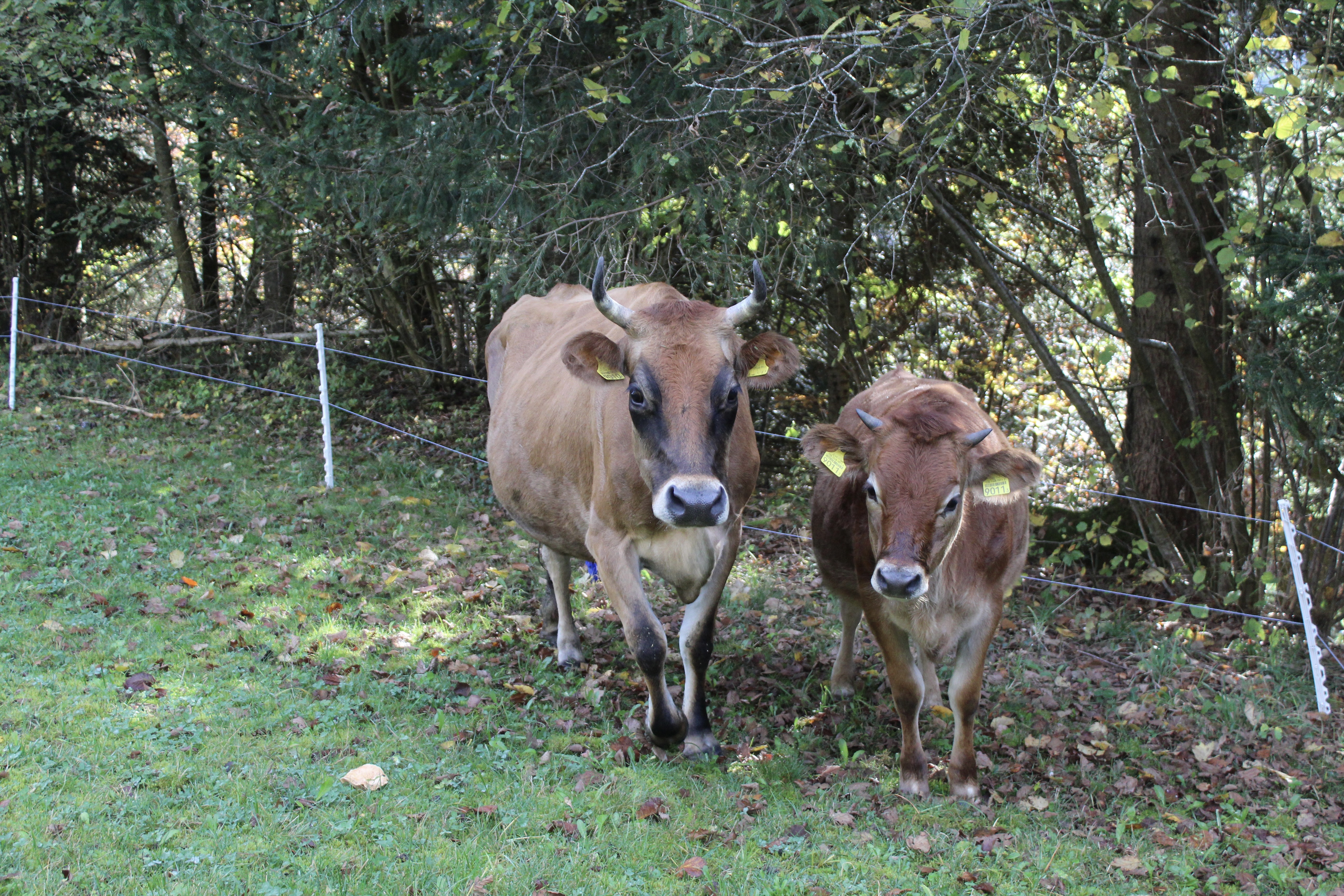 Mutter und Kalb auf dem Ahimsahof